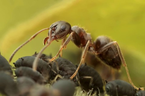 Black Garden Ant