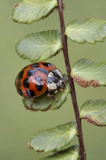Asian Ladybird
