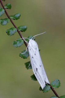 Speckled Lackey