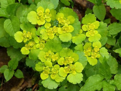 Opposite-leaved golden-saxifrage