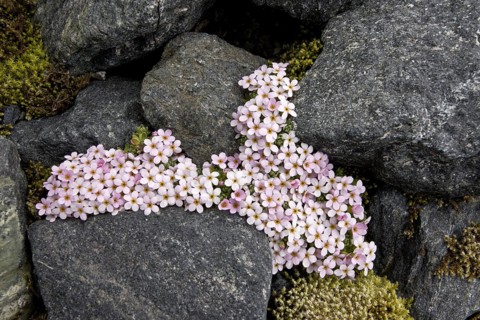 Alpine Rock-jasmine