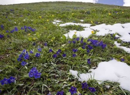 Koch's Gentian