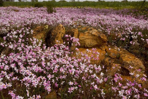 Pink Everlasting