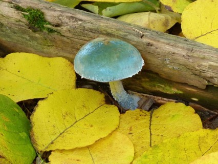 Verdigris Agaric