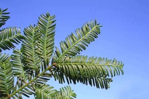 Common Yew