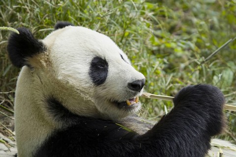 Giant panda