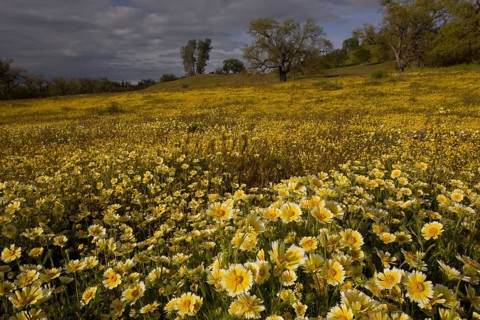 Masses of wildflowers