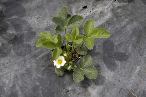 Young Elsanta strawberry plants
