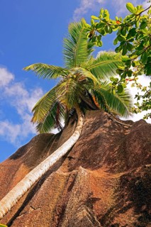 Palm trees and granite rocks on the dream beach Source d'Argent