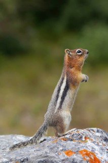 Citellus lateralis