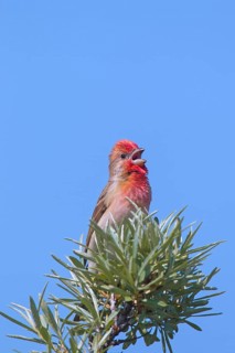 Common rosefinch