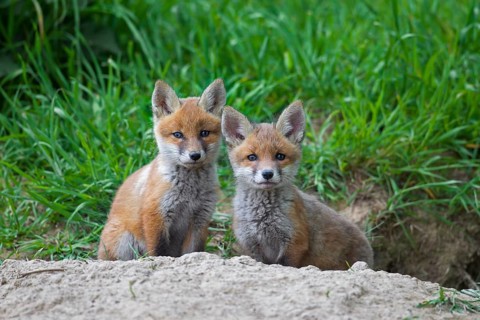 Two cute red fox