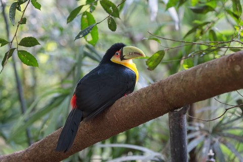 Green-billed toucan