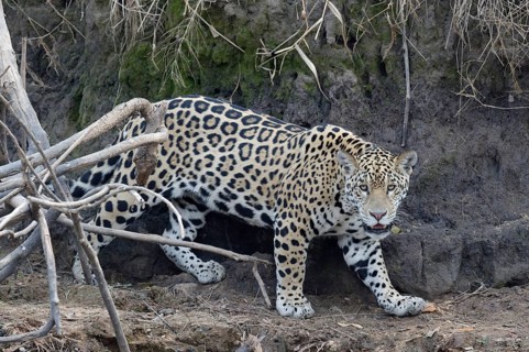 Young jaguar