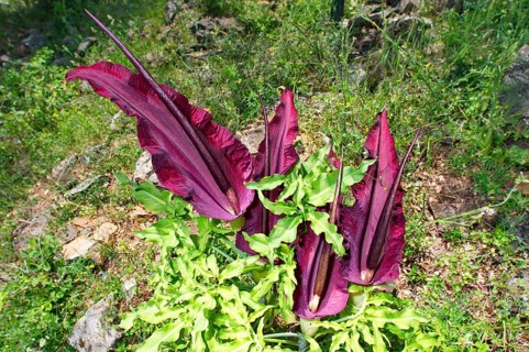 Common dragonwort