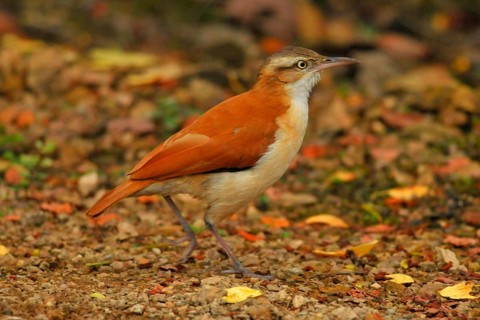 Blassfusstoepfer