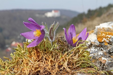 Common pasque flower