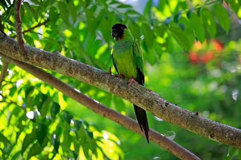 Nanday parakeet