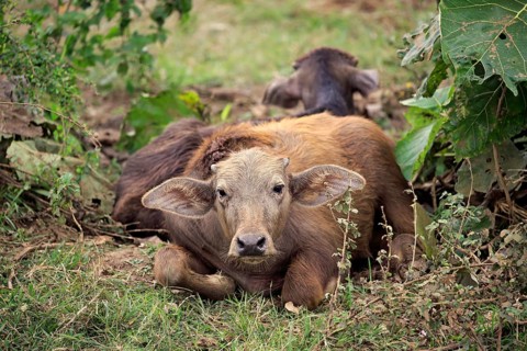 Water buffalo