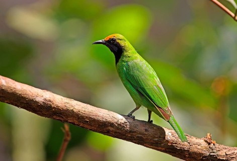 Golden-fronted Leafbird