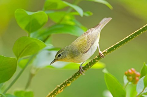 Tennessee Warbler