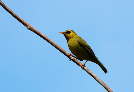 Black-ringed White-eye