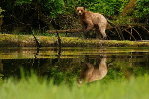 Adult grizzly bear