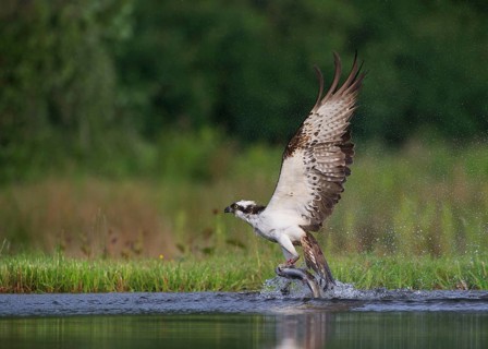 Osprey
