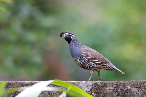 California Quail