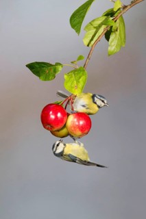 Blue Tit