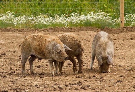 Three pigs with Curly Coated or Mangalitsa pig
