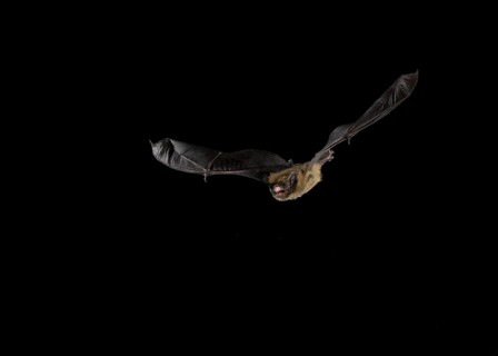 Common Pipistrelle