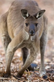 Kangaroo Island kangaroo