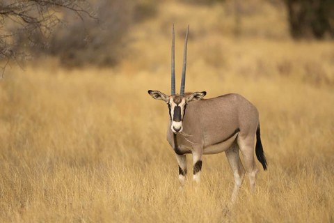 East african oryx