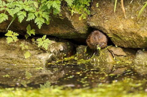 Eastern vole