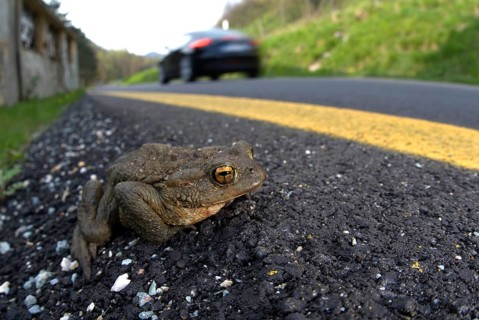 Common Toad