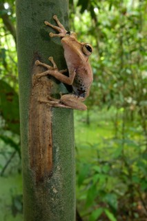 Gunther's Banded Treefrog