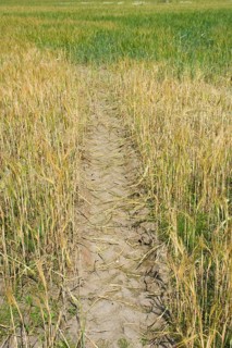 Cultivation of barley