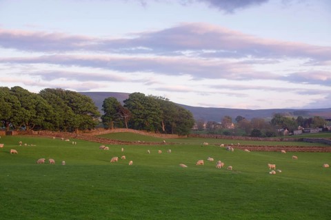 Domestic sheep