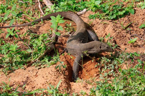Bengal monitor