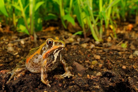 Dwarf burrowing frog