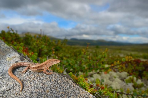 Common Lizard