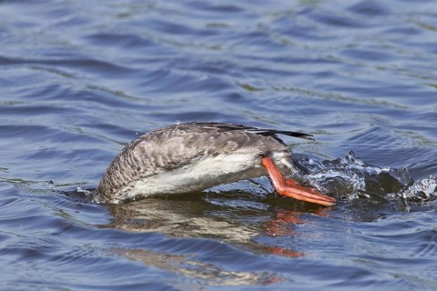 Red-breasted merganser
