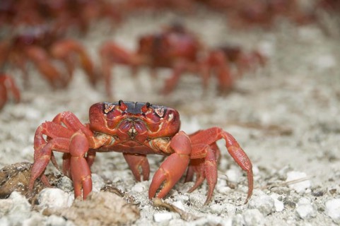 Christmas island red crab
