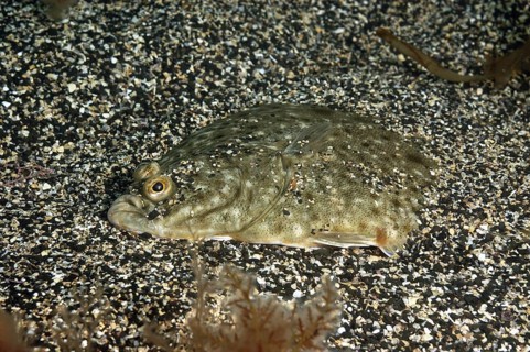 European european plaice