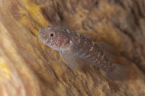 Barrel-sponge Ghostgoby
