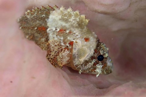 Scorpionfish
