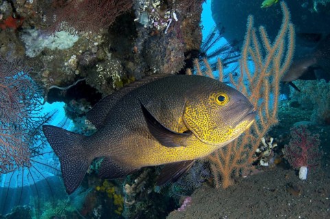 Adult Midnight midnight snapper