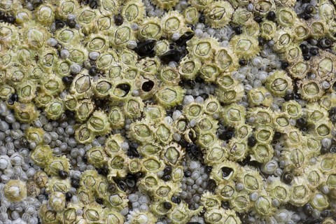 Acorn Barnacle