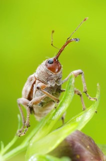 Chestnut Weevil